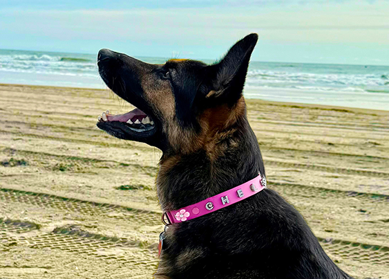 Dog on a beach wearing a pink collar with 'CHEEKY' branding