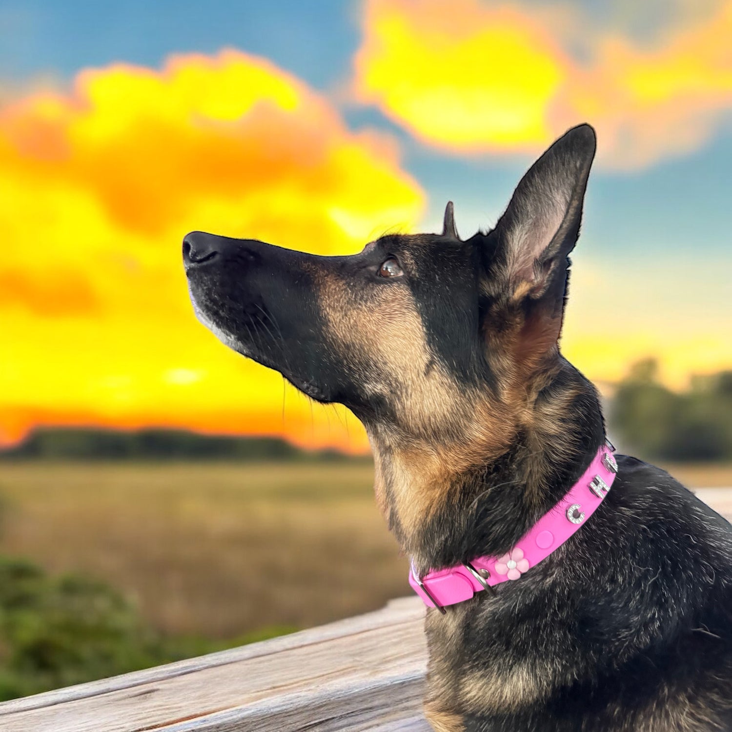 Chelsea dog with charm collar and rhinestone screw charms with a sunset sky.